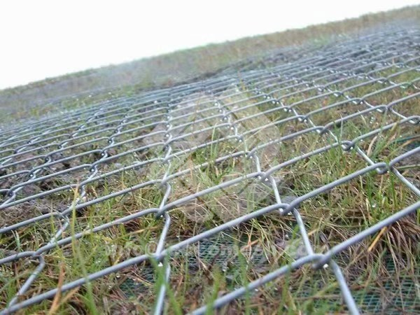 Tecco mesh supplies space for plant growing.